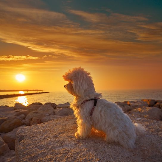 Maltichon au bord de la mer et coucher de soleil