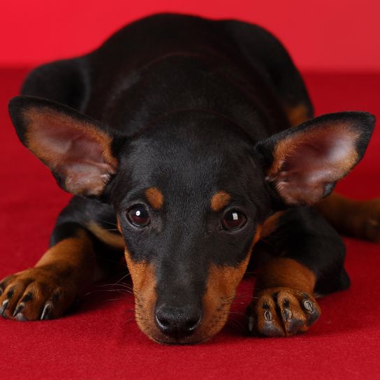 oreilles dressées chez le chien, chiot Manchester Terrier avec de grandes oreilles