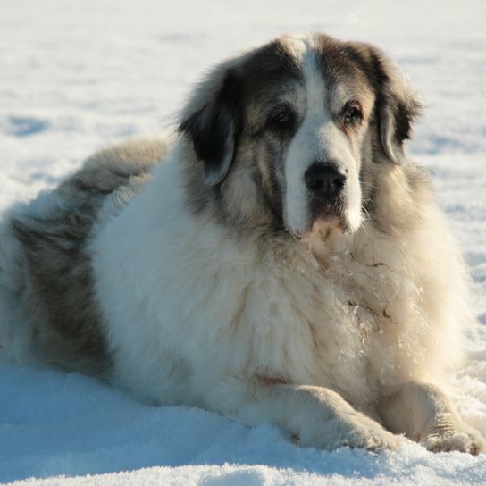 Mastiff des Pyrénées, Mastín del Pirineo, grand chien de race espagnol, chien de troupeau, chien de ferme, chien pour débutants, chien calme, chien géant, plus grand chien du monde, chien à poil long, chien gris blanc avec oreilles en triangle.