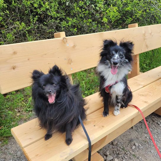 Chien,Vertébré,Race de chien,Carnivore,Mammifère,Chien de compagnie,Chien de travail,Museau,Groupe sportif,Allemand pointu petit,