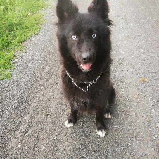 Chien,Race de chien,Carnivore,Chien de travail,Chien de compagnie,Revêtement routier,Museau,Groupe sportif,Queue,Canidae,