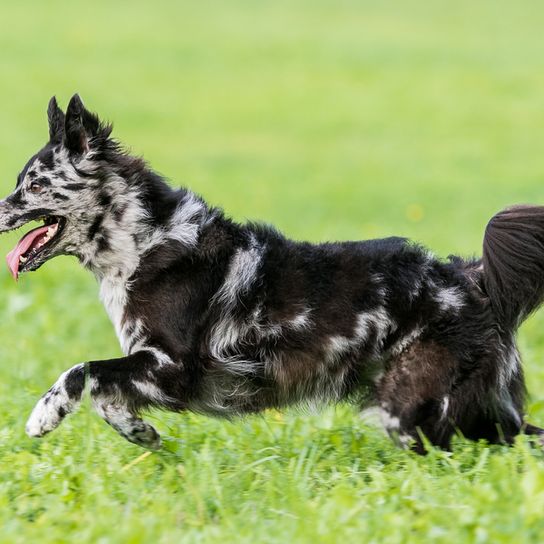 Mudi courant sur un pré, chien de race moyenne de Hongrie, chien de race hongroise couleurs Merle, optique Merle chez les chiens