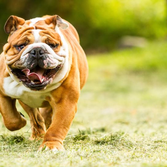 Chien, mammifère, vertébré, race de chien, vieux bulldog anglais, Canidae, bulldogs britanniques, bulldog, vieux bulldog anglais, toy bulldog,