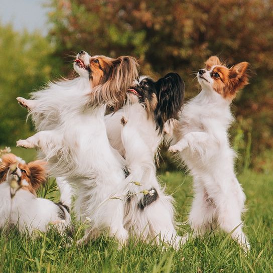 quatre chiens Papillon font l'homme sur un pré et attendent la récompense, petits chiens blancs aux oreilles dressées et à la fourrure longue, chien intelligent