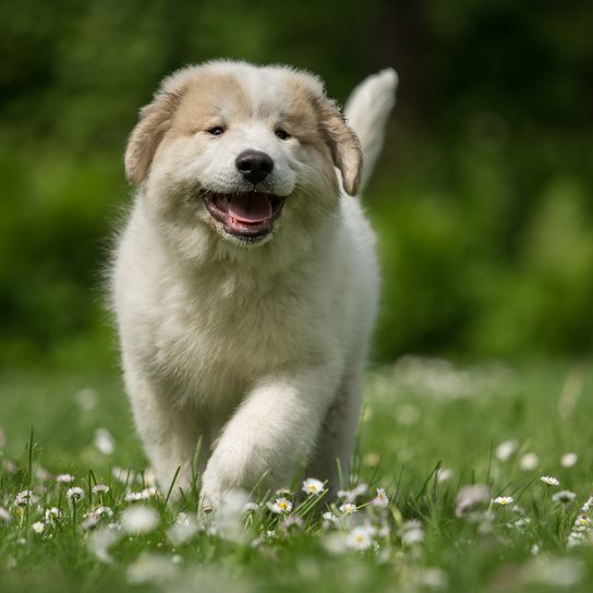 Chien de montagne des Pyrénées courant dans une prairie fleurie, petit chiot Patou, grande race de chien à poil long semblable au Golden Retriever.