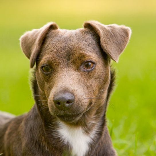 Patterdale Terrier brun