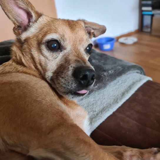 Petit shih tzu brun Jack Russell Mix Chien, carnivore, race de chien, bois, oreilles, brun chevreuil, moustaches, chien de compagnie, museau, collier,