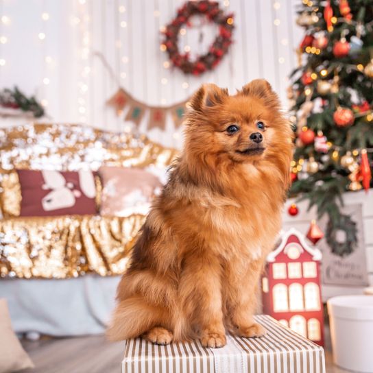 Poméranien rouge pour Noël Chien, mammifère, Spitz, Canidae, Poméranien, Spitz allemand, carnivore, chiot, chien de compagnie, race de chien, inclure le chien pour Noël, petit chien roux aux oreilles dressées, chien qui a toujours l'air d'un chiot, chien ressemblant à un renard, chien au poil long