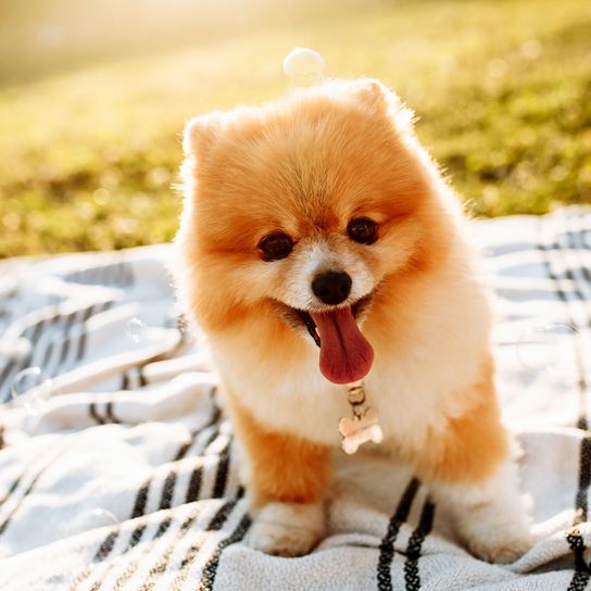 Poméranien rouge chien, mammifère, vertébré, canidé, race de chien, spitz, poméranien, spitz allemand, spitz allemand petit, chiot, race similaire au shiba inu, petit spitz nain rouge, poméranien blond