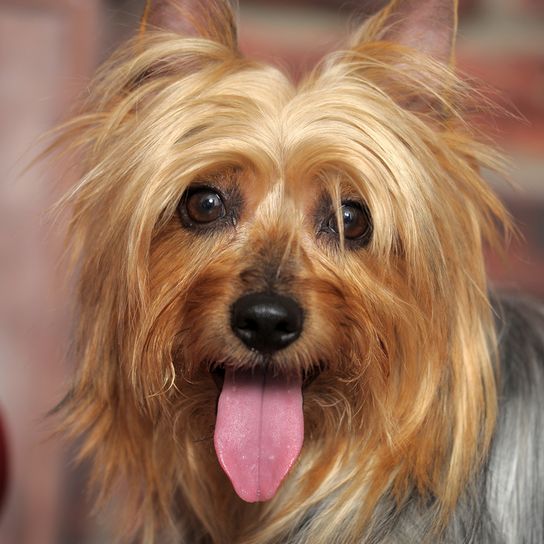 Portrait d'un Silky Terrier australien, petit chien au pelage long, chien tirant la langue, portrait de chien, race de chien australien, petit chien pour la ville et les enfants
