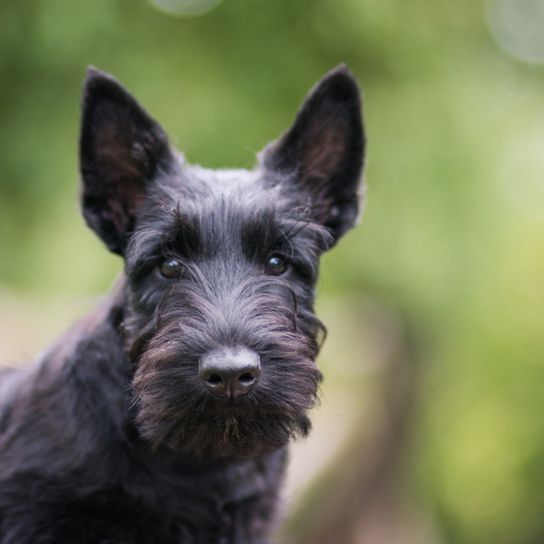 Scottish Terrier noir, petit chien à poil noir, chien à poil long, race de chien noir, oreilles dressées, chien à moustache, chien de ville, race de chien pour débutants