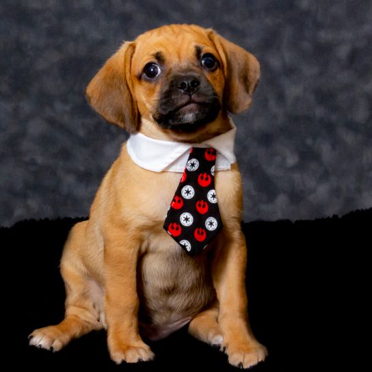 Chiot carlin Designerdog Puggle est un mélange de beagle et de carlin, un bâtard de carlin.