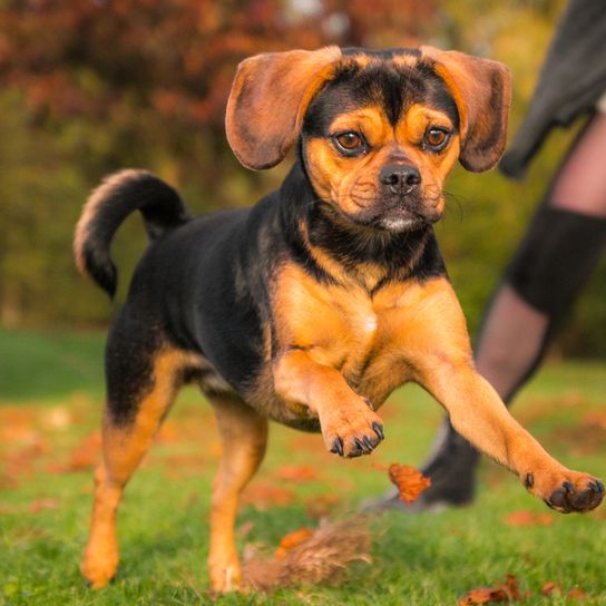 Chien Puggle qui court Chien qui est un chien de designer et un MIschling de Beagle et de Pug.