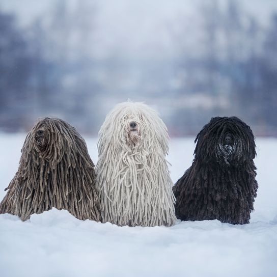 Chien, Canidae, Chien de berger bergamasque, Race de chien, Puli, Race similaire au Komondor, Race similaire au Terrier tibétain, Carnivore, Trois Puli assis dans la neige, Puli gris, un Puli blanc et un Puli noir Race de chien hongroise, Chien de vadrouille, Race de vadrouille, Chien avec des tresses Rastaz