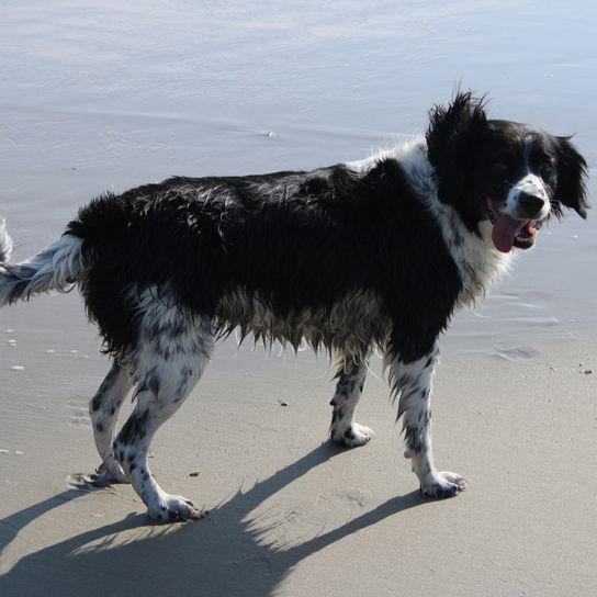 Chien de race Stabyhoun originaire de Hollande au pelage noir et blanc semblable à celui du Border Collie.