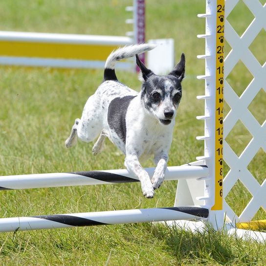 Rat Terrier grand Description de la race Decker Hunting Terrier, Decker Rat Terrier, grand Rat Terrier, race de chien américaine, race de chien inconnue, non reconnue par la FCI, chien noir et blanc aux oreilles dressées d'Amérique, petit chien de race, chien à la queue courte, queue longue, chien similaire au Rat Terrier, chien similaire au Jack Russell, Agility