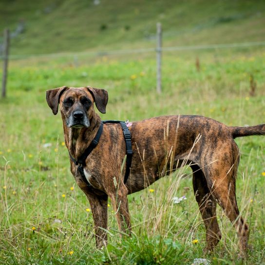 Hund,Fleischfresser,Halsband,Pflanze,Hunderasse,Arbeitstier,Kitz,Gras,Hundehalsband,Grasland,