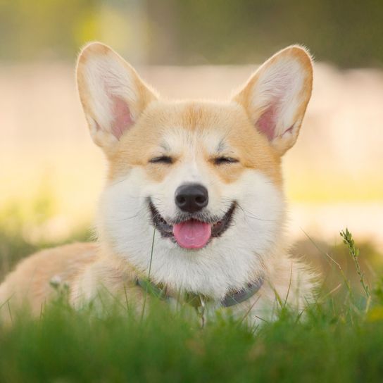 Rires de Corgi Chien, mammifère, vertébré, race de chien, Welsh corgi, Canidae, Welsh pembroke corgi, carnivore, Welsh cardigan corgi, museau, petit chien blanc roux avec des oreilles de chauve-souris