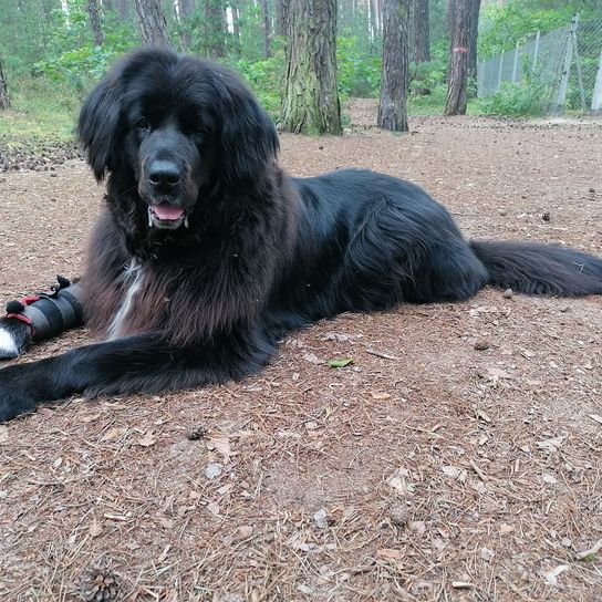 Saint Bernewfie © Denise Hörath Hund,Pflanze,Fleischfresser,Baum,Hunderasse,Begleithund,Schnauze,Sportliche Gruppe,Retriever,Gras,