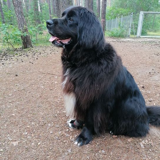 Hund,Fleischfresser,Pflanze,Hunderasse,Baum,Begleithund,Schnauze,Sportliche Gruppe,Borador,Canidae,