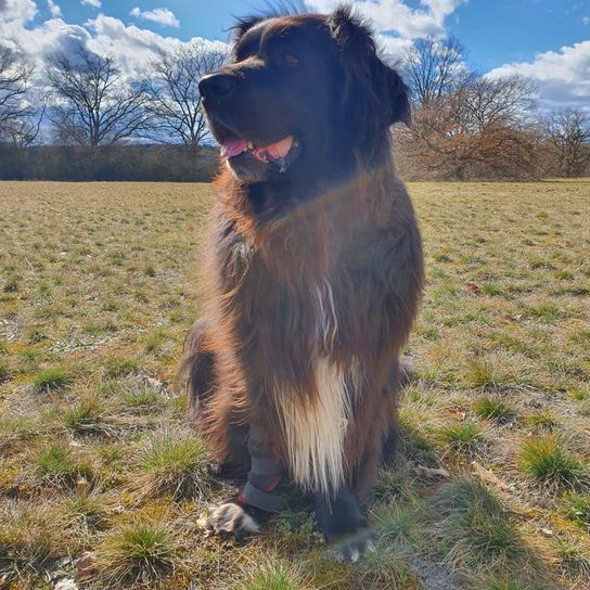 Saint Bernewfie © Denise Hörath Himmel, Wolke, Hund, Hunderasse, Fleischfresser, Begleithund, Baum, Gras, Pflanze, Schnauze,