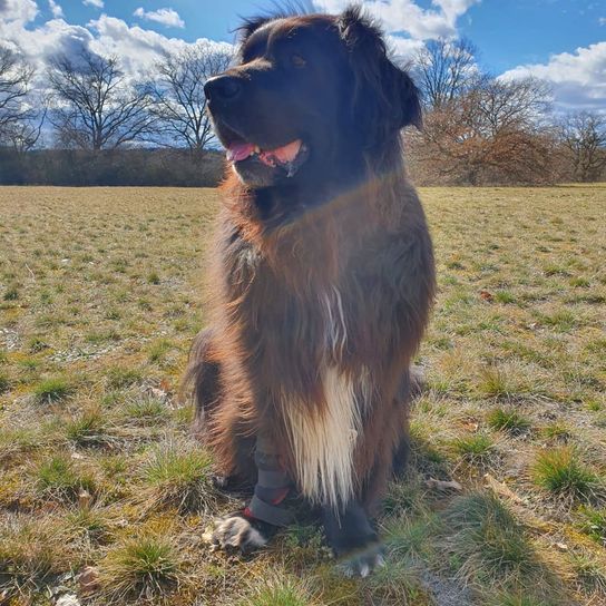 Himmel, Wolke, Hund, Hunderasse, Fleischfresser, Begleithund, Baum, Gras, Pflanze, Schnauze,