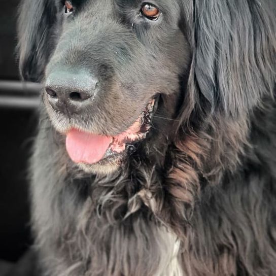 Saint Bernewfie © Denise Hörath Hund,Hunderasse,Fleischfresser,Begleithund,Schnauze,Sportliche Gruppe,Fell,Schnurrhaare,Jagdhund,Arbeitshund,