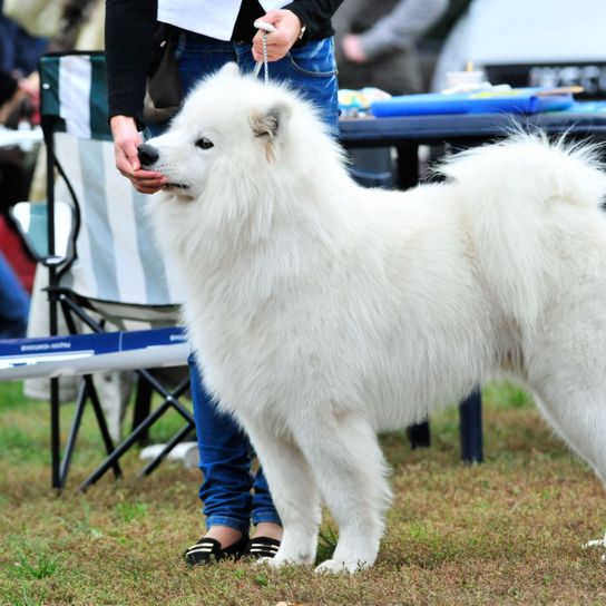 Chien, mammifère, vertébré, Canidae, race de chien, exposition de conformation, carnivore, Samoyède blanc, grand chien avec beaucoup de fourrure semblable à l'Eurasier, exposition de chiens, école de chiens