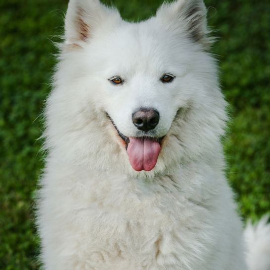 Chien, mammifère, vertébré, race de chien, Canidae, Samoyède, carnivore, chien à long poil blanc, chien similaire au Berger suisse