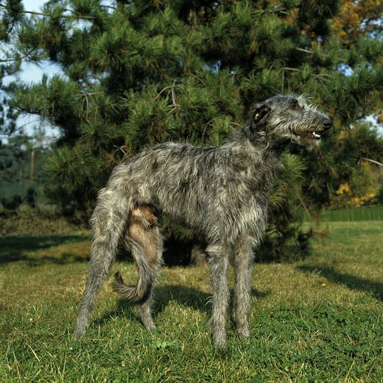 Chien de chasse écossais dans la forêt chien de grande taille, chien géant, Scottish Deerhound, chien écossais à poil mi-long. poil dur