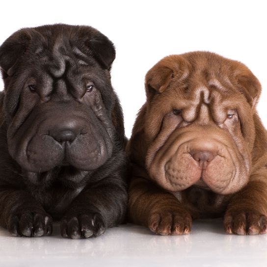 Chien, mammifère, chiots Shar pei en brun et noir, vertébré, Canidae, race de chien, peau, rides, Ori-pei, carnivore, race de chien laide, chien avec de très petites oreilles, chien qui a une tête d'âne, chien ridé