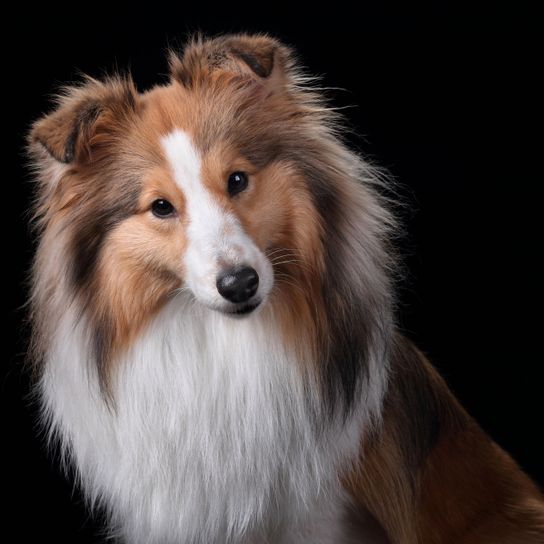 Chien, Mammifère, Chien de race similaire au Scotch Collie, Vertébré, Race de chien, Canidae, Berger des Shetland, Carnivore, Race similaire au Rough Collie, Chien similaire au Colley australien, Sheltie en brun blanc avec un long museau, Chien à genoux avec un long poil