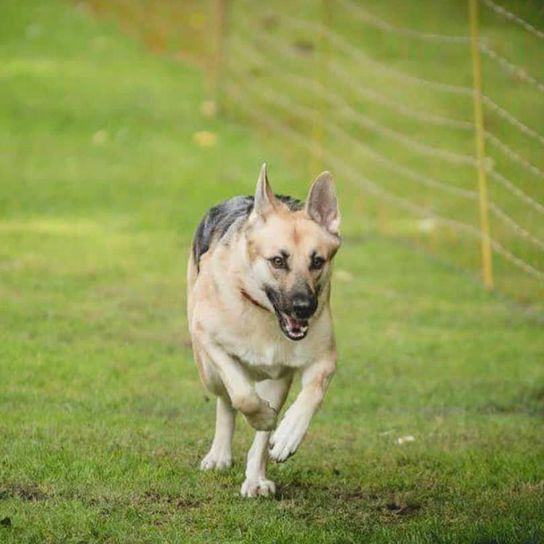 Hund,Hunderasse,Fleischfresser,Kitz,Begleithund,Gras,Pflanze,Schnauze,Sportliche Gruppe,Rasen,