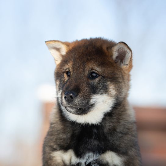 Chiot Shikoku du Japon, chien de race japonais brun blanc, chien similaire au Shiba Inu, chien du Japon, chien de chasse aux oreilles dressées, chien mignon à la langue longue, chien asiatique, race moyenne, Kochi-Ken, Spitz, jeune chien, brun clair, chien roux du Japon, Spitz d'Asie, chiot brun foncé aux oreilles dressées, chien similaire à l'Akita Inu