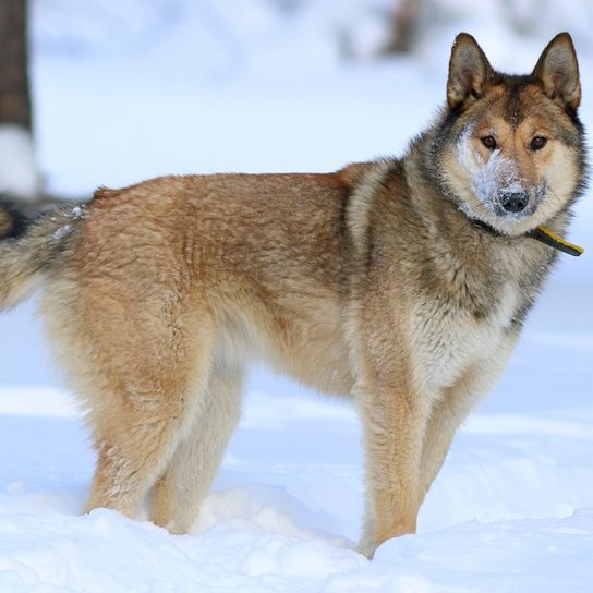 Laika de Sibérie occidentale rouge Chien semblable au loup, Husky de Russie, Laika de Sibérie occidentale, Chien rouge de chasse, Chien de chasse, Chien qui supporte bien le froid, Chien à la fourrure épaisse, Chien à la queue recourbée, Chien aux oreilles dressées, Chien qui aime la neige