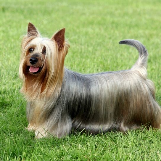 Portrait d'un Silky Terrier australien, petit chien au pelage long, chien tirant la langue, portrait de chien, race de chien australien, petit chien pour la ville et les enfants, race de chien bleu