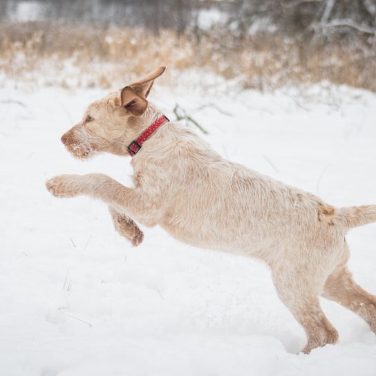 Spinone Italiano jeune chien, chien d'arrêt italien à poil dur, chien à poil dur, poil dur, poil de longueur moyenne, chien blanc d'origine italienne, race de chien italienne