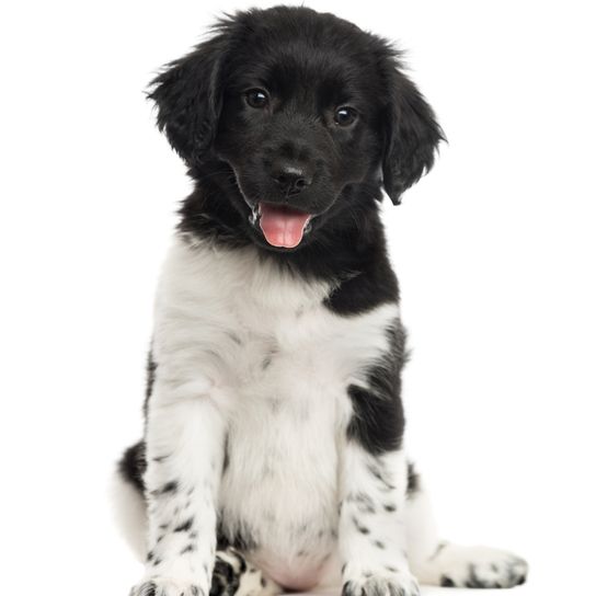 Chiot Stabij, chien Stabyhoun de Hollande, chien de race blanc noir avec taches noires, chien de race à tête noire et corps blanc, chien de race néerlandaise, chien des Pays-Bas