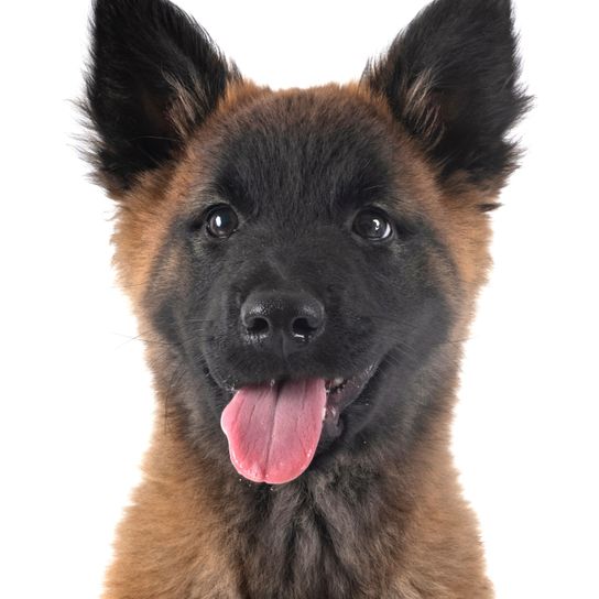 Chien, mammifère, vertébré, race de chien, Canidae, carnivore, berger belge, chiot Tervueren, chien de police, petit chien brun à poil long et museau noir