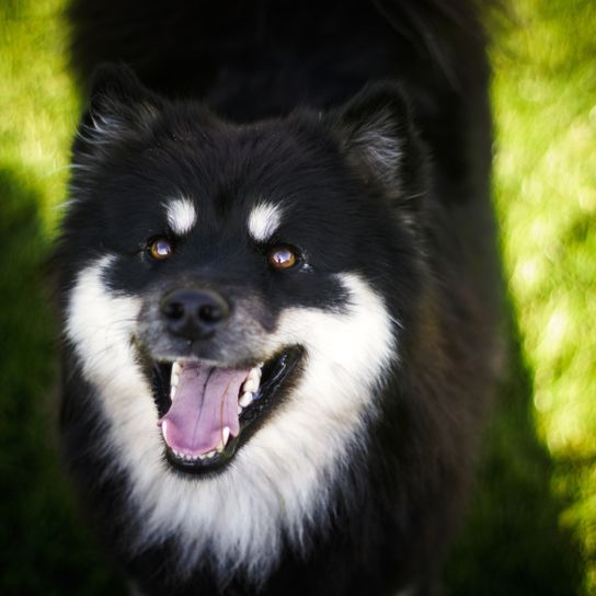Lapphund noir et blanc de Finlande, chien à poil long semblable au Husky