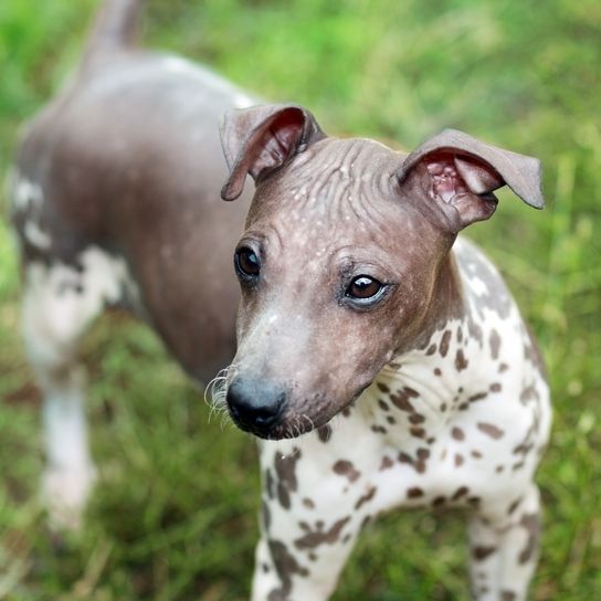 chien, mammifère, vertébré, race de chien, canidé, carnivore, museau, american hairless terrier, chien nu péruvien, chien gris debout sur une prairie verte