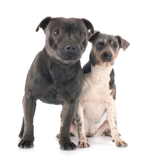 Terrier Brasileiro et Amstaff en comparaison, quelle est la taille d'un terrier, terrier bleu, couleur de chien bleu