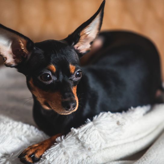 Russkiy Toy rouge brun, petit chien de race de Russie, race de chien russe, Terrier, Russian Toy Terrier, oreilles pendantes avec une longue fourrure, chien similaire au Chihuahua.