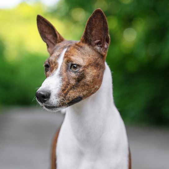 Basenji avec coloration tigrée, motif tigré chez les chiens, chien qui est brun blanc tabby et a des oreilles dressées.