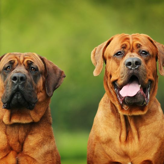 deux chiens adultes de grande taille Tosa Inu, grand chien brun qui figure sur la liste, chien de combat japonais au museau foncé, chien au poil court