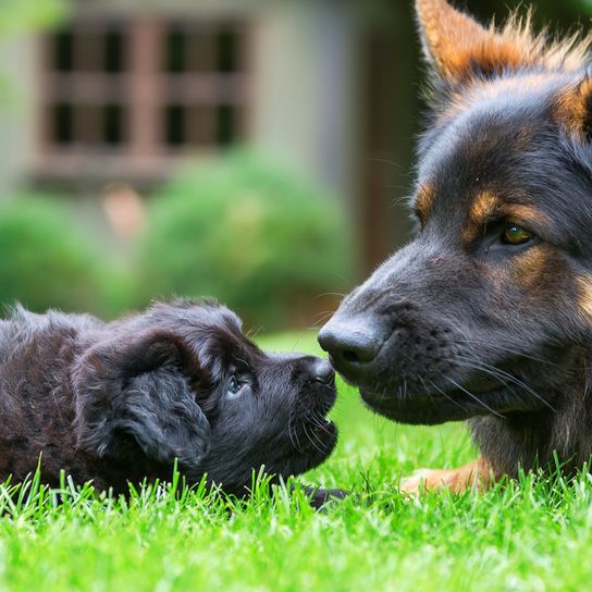 Vieux chien berger allemand mère avec chiots noir jaune