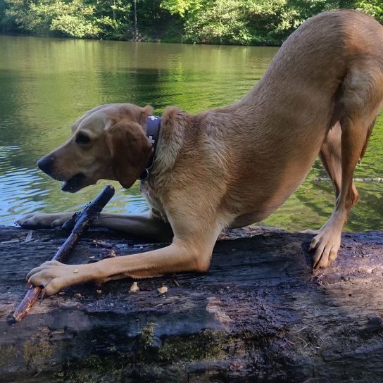 Vizslawart © Klaus Haas Wasser, Hund, Fleischfresser, Pflanze, Arbeitstier, Leber, Hunderasse, Halsband, Kitz, See,
