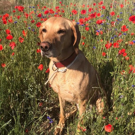 Vizslawart © Klaus Haas Blume, Pflanze, Hund, Pflanzengemeinschaft, Hunderasse, Fleischfresser, Halsband, Himmel, Kitz, Gras,