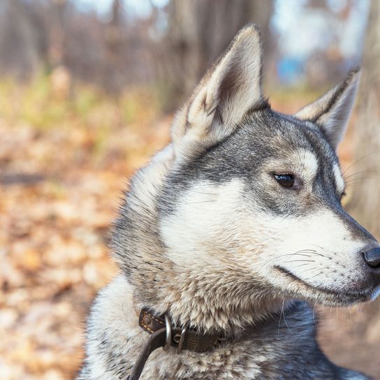 West Siberian Laika regarde sur le côté. mammifère, chien, vertébré, canidé, chien-loup, carnivore, canis, laika gris sibérien occidental regardant de côté