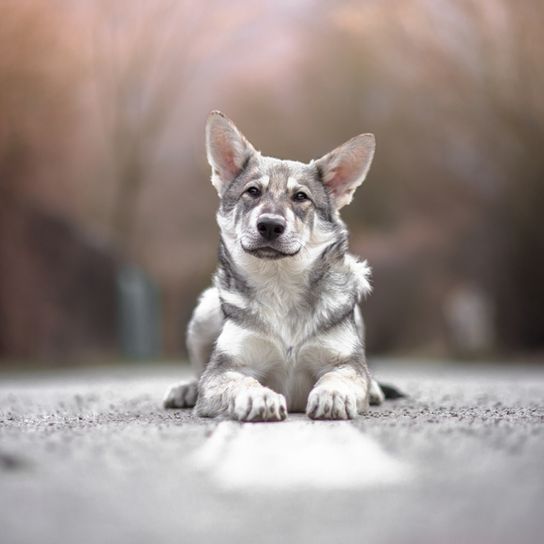 Chien-loup à grandes oreilles de Hollande, Saarlooswolfhund